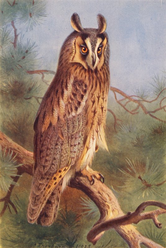 Sowa uszata (kolorowa litografia) autorstwa Archibald Thorburn