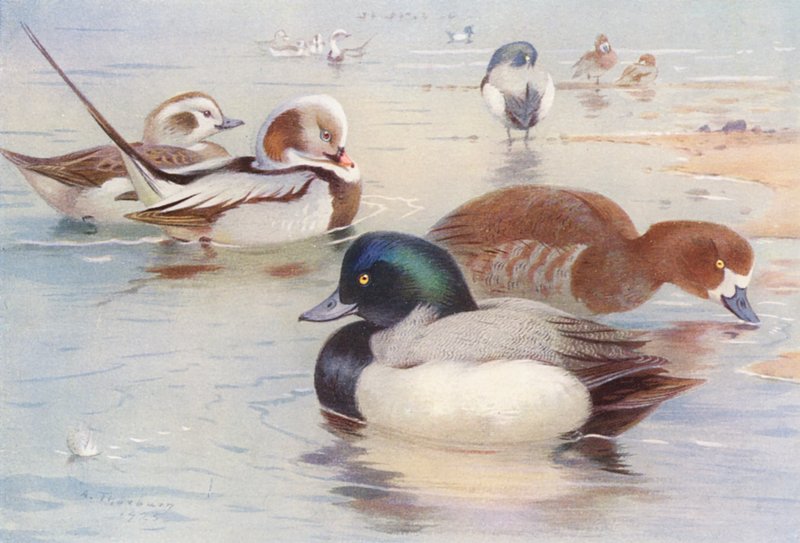 Kaczka długoogoniasta (samiec i samica), kaczka łabędzionosa (samiec i samica) (litografia barwna) autorstwa Archibald Thorburn