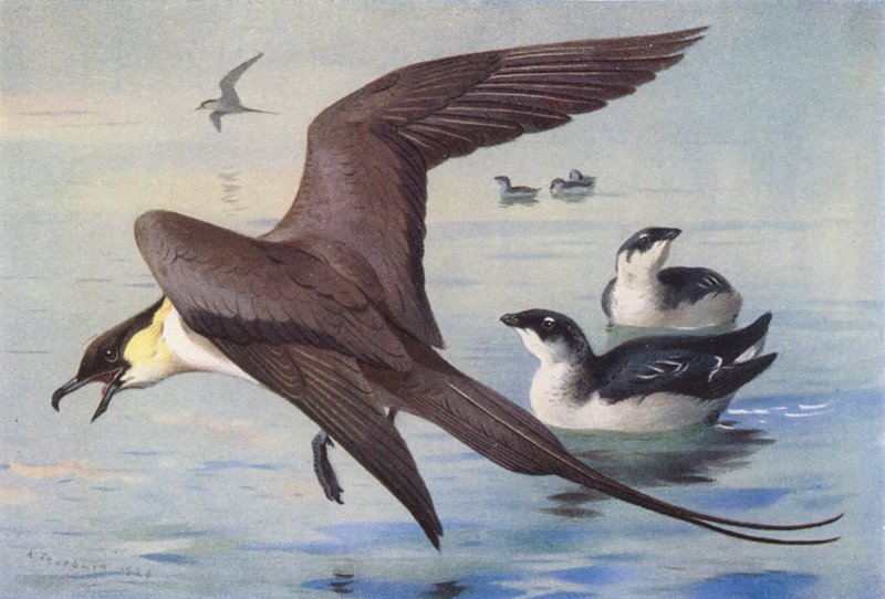 Skua długoogoniasta, mała auka (zima) (kolorowa litografia) autorstwa Archibald Thorburn