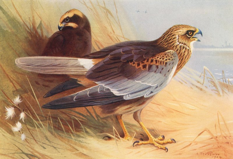 Marsh-Harrier (kolorowa litografia) autorstwa Archibald Thorburn