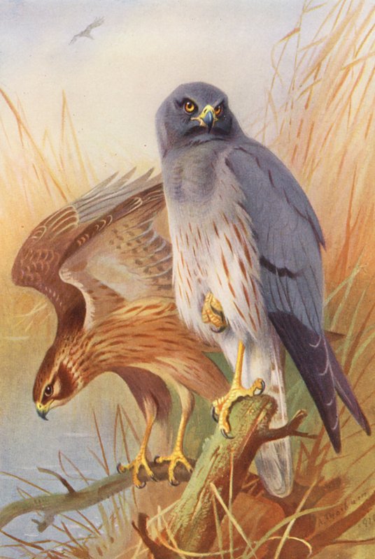 Błotniak stawowy (samiec i samica) (kolorowa litografia) autorstwa Archibald Thorburn