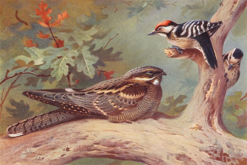 Słowik, dzięcioł trójpalczasty (samiec i samica) (kolorowa litografia) autorstwa Archibald Thorburn