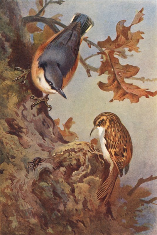 Kowalik, pełzacz leśny (kolorowa litografia) autorstwa Archibald Thorburn