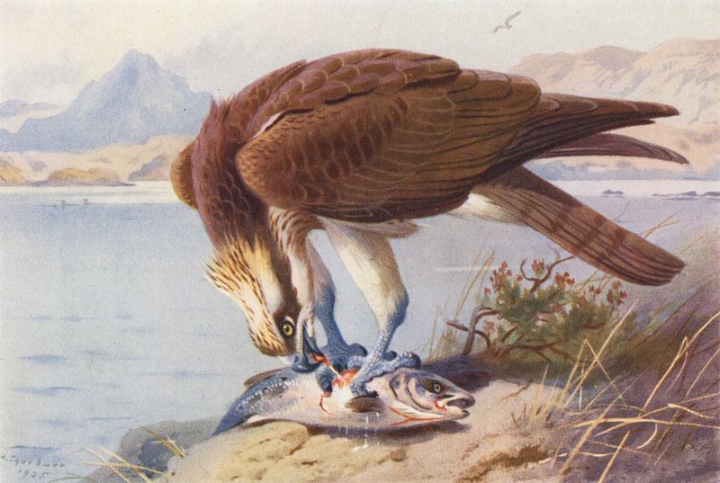 Osprey (kolorowa litografia) autorstwa Archibald Thorburn