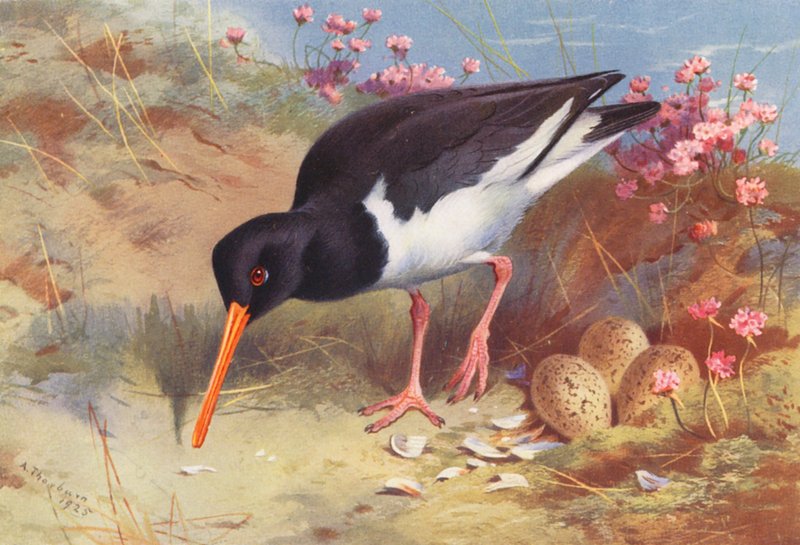 Oyster-Catcher (druk kolorowy) autorstwa Archibald Thorburn