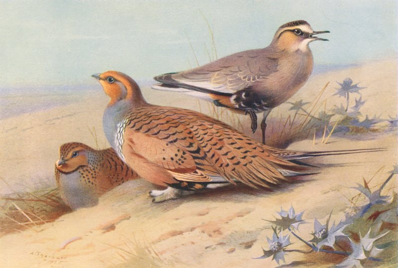 Głuszec Pallasa (samiec i samica), sieweczka obrożna (kolorowa litografia) autorstwa Archibald Thorburn