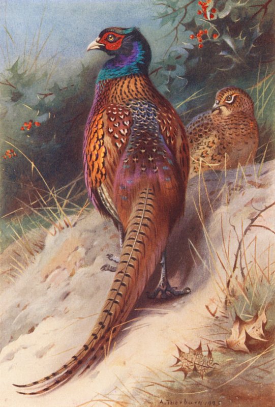 Bażant (samiec i samica) (kolorowa litografia) autorstwa Archibald Thorburn