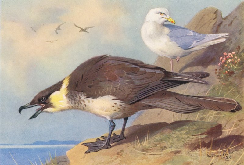 Skua pomatorhine, mewa islandzka (kolorowa litografia) autorstwa Archibald Thorburn