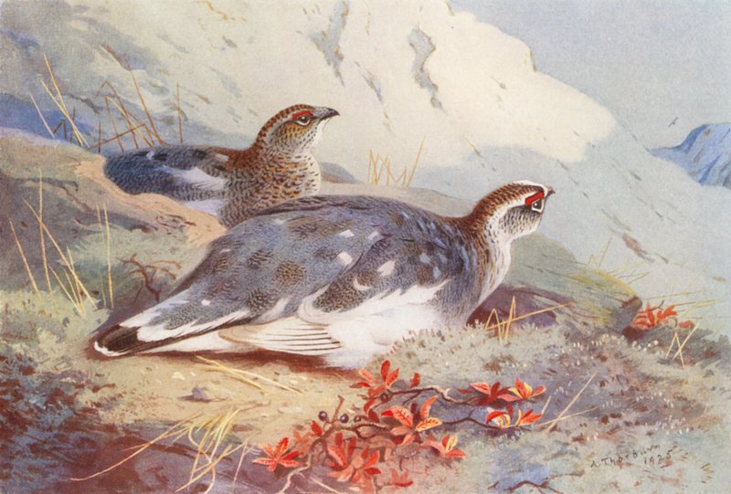 Ptarmigan (samiec i samica, jesień) (kolorowa litografia) autorstwa Archibald Thorburn