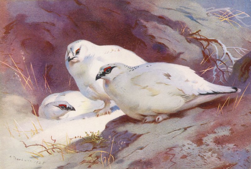 Ptarmigan (samiec i samica, zima) (kolorowa litografia) autorstwa Archibald Thorburn