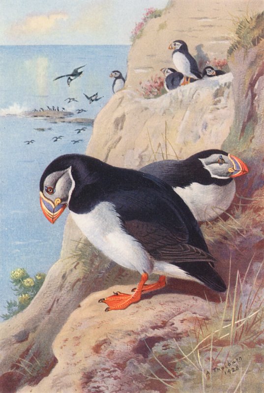Maskonur (kolorowa litografia) autorstwa Archibald Thorburn