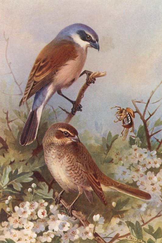 Gąsiorek (samiec i samica) (kolorowa litografia) autorstwa Archibald Thorburn