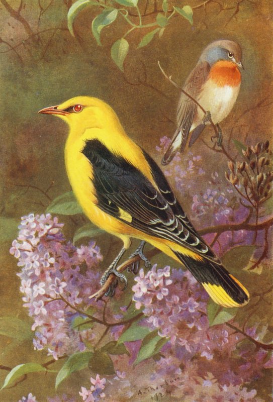 Muchołówka białoszyja, wilga złota (kolorowa litografia) autorstwa Archibald Thorburn