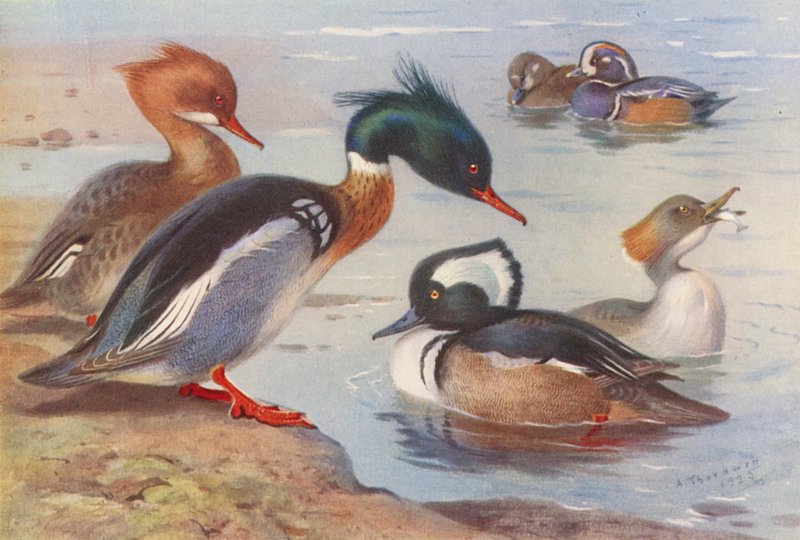 Nurogęś (samiec i samica), arlekin (samiec i samica), nurogęś (samiec i samica) (kolorowa litografia) autorstwa Archibald Thorburn