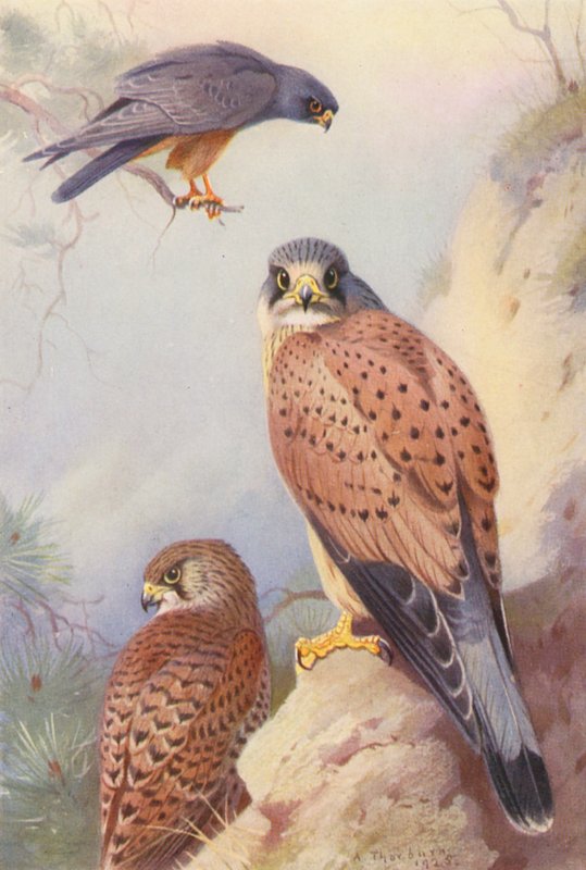 Sokół kasztanowaty, pustułka (samiec i samica) (kolorowa litografia) autorstwa Archibald Thorburn