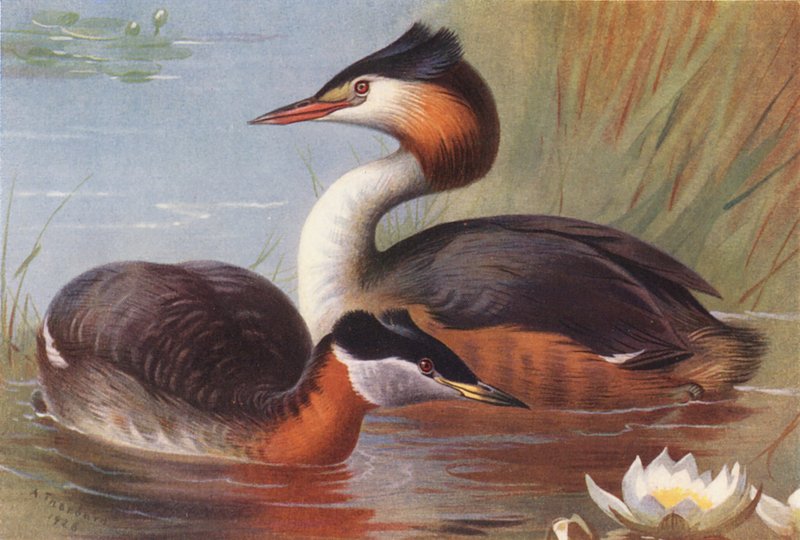 Perkoz rdzawoszyi, perkoz dwuczuby (kolorowa litografia) autorstwa Archibald Thorburn