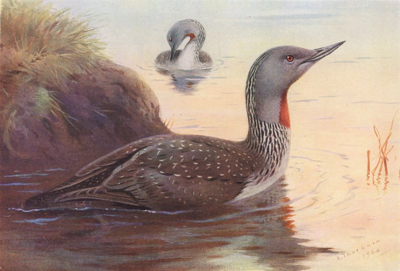 Nurek czerwonobrzuchy (kolorowa litografia) autorstwa Archibald Thorburn