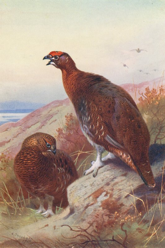 Cietrzew (samiec i samica) (kolorowa litografia) autorstwa Archibald Thorburn