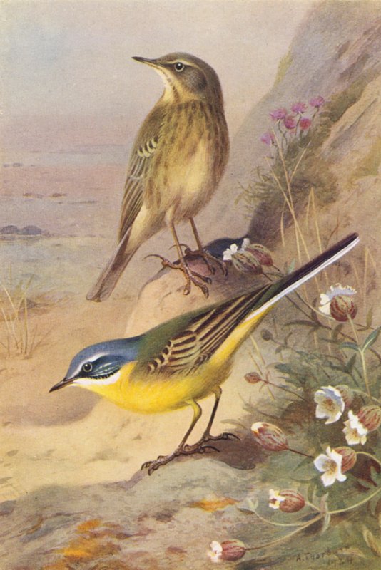 Rock-Pipit, Blue-Headed Wagtail (kolorowa litografia) autorstwa Archibald Thorburn
