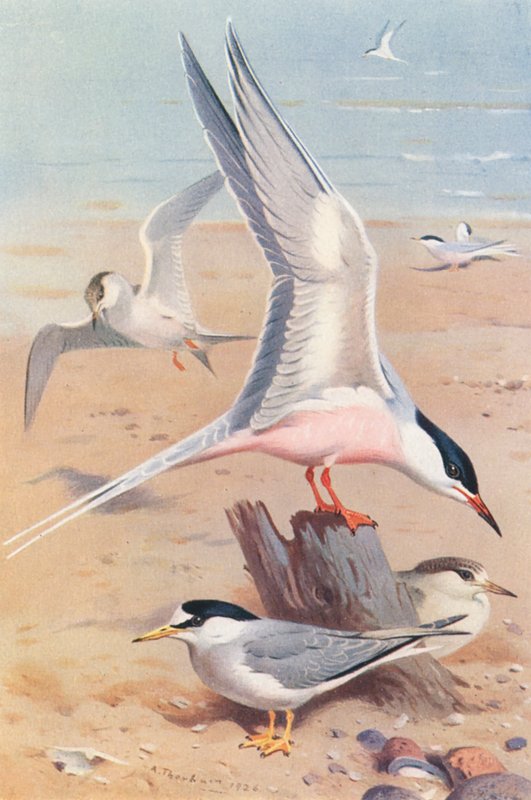 Rybitwa różowa (dorosła i młoda), rybitwa rzeczna (dorosła i młoda) (kolorowa litografia) autorstwa Archibald Thorburn