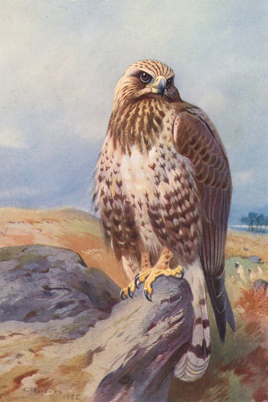 Myszołów szorstkonogi (kolorowa litografia) autorstwa Archibald Thorburn