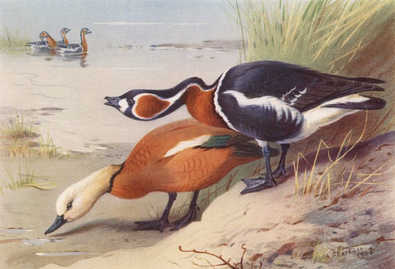 Kaczka rdzawoszyja, gęś gęgawa (kolorowa litografia) autorstwa Archibald Thorburn