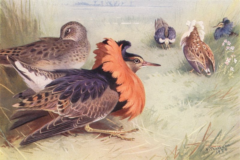 Ruff (cztery rodzaje samców i samic) (kolorowa litografia) autorstwa Archibald Thorburn
