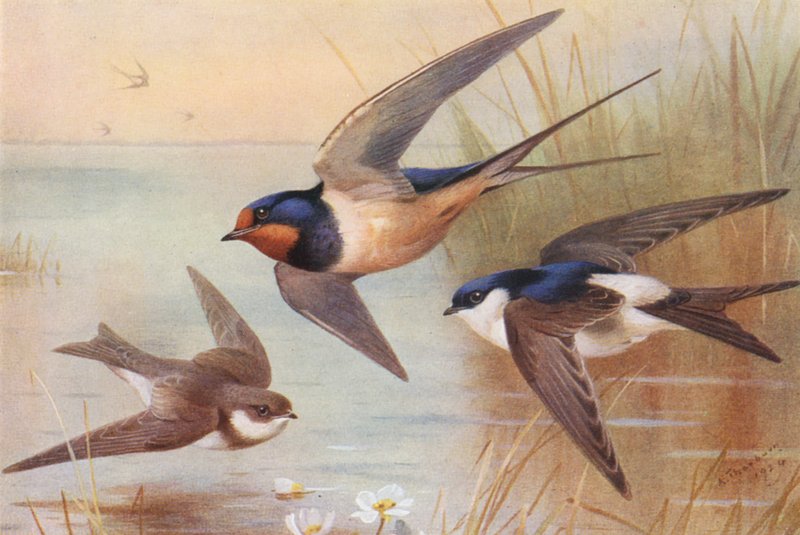 Sand-Martin, Swallow, Martin (kolorowa litografia) autorstwa Archibald Thorburn