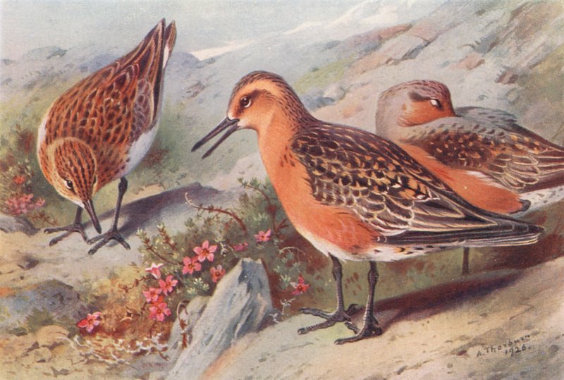 Sanderling (lato), Knot (lato) (kolorowa litografia) autorstwa Archibald Thorburn
