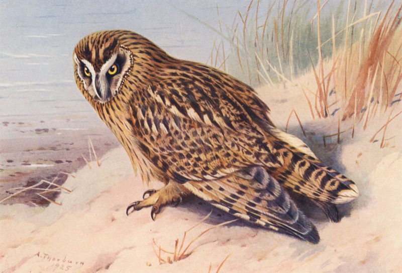 Sowa uszata (kolorowa litografia) autorstwa Archibald Thorburn