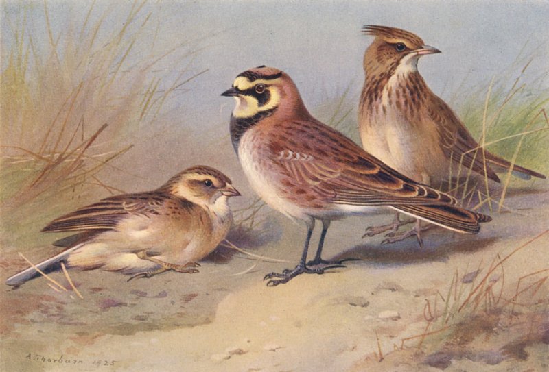 Skowronek krótkodzioby, skowronek brzegowy, skowronek grzebieniasty (kolorowa litografia) autorstwa Archibald Thorburn