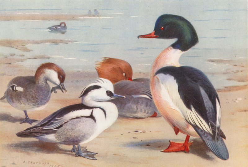 Smew (samiec i samica), Goosander (samiec i samica) (kolorowa litografia) autorstwa Archibald Thorburn