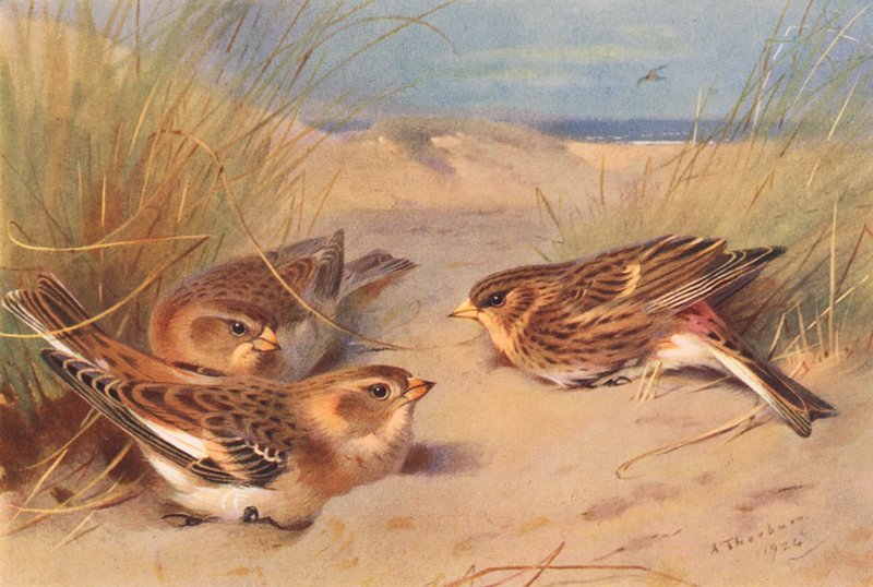 Polowanie na śnieg (zima), Twite (kolorowa litografia) autorstwa Archibald Thorburn