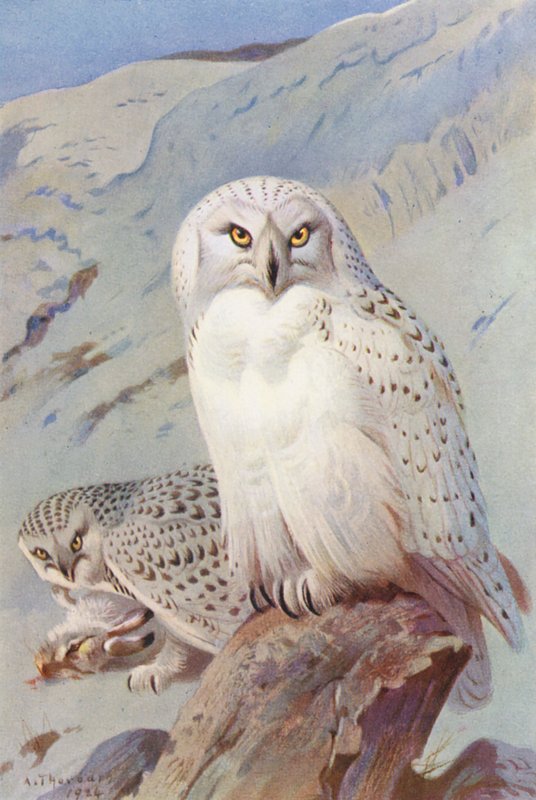 Sowa śnieżna (kolorowa litografia) autorstwa Archibald Thorburn