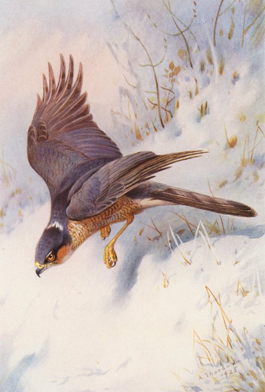 Krogulec (dorosły samiec) (kolorowa litografia) autorstwa Archibald Thorburn