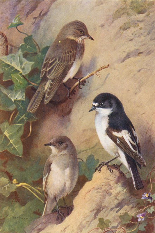 Muchołówka mała, muchołówka mała (samiec i samica) (kolorowa litografia) autorstwa Archibald Thorburn