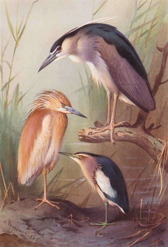 Czapla siwa, czapla nocna, bączek (kolorowa litografia) autorstwa Archibald Thorburn