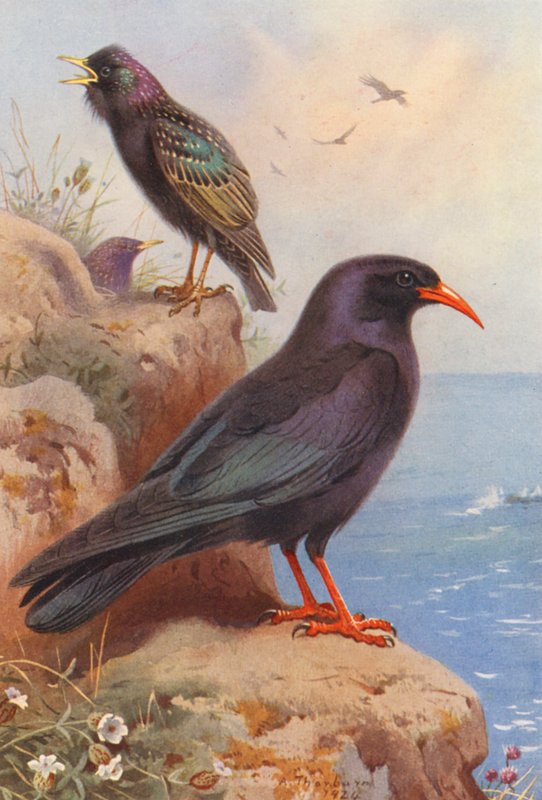 Szpak, Kura (kolorowa litografia) autorstwa Archibald Thorburn