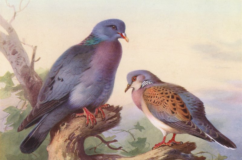Stock-Dove, Turtle-Dove (kolorowa litografia) autorstwa Archibald Thorburn