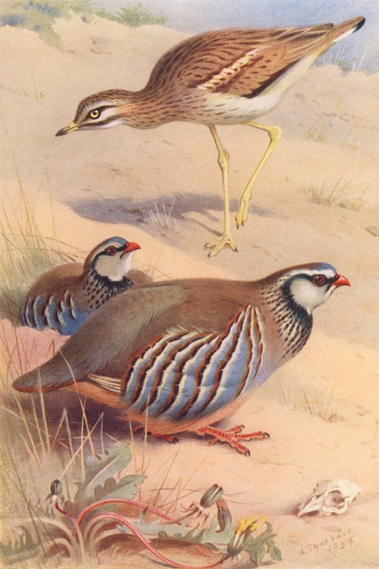 Kuropatwa kamienna, kuropatwa czerwononoga (samiec i samica) (kolorowa litografia) autorstwa Archibald Thorburn