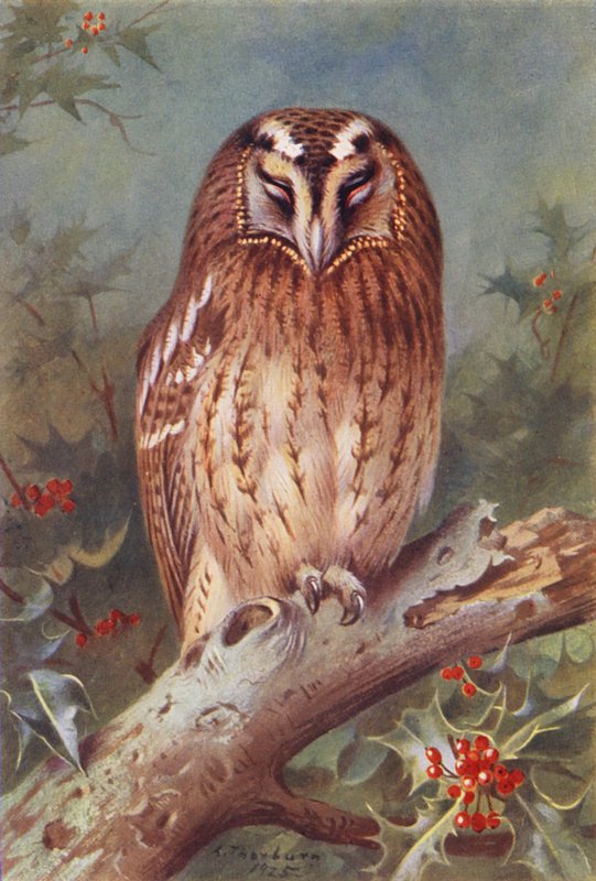 Puszczyk (kolorowa litografia) autorstwa Archibald Thorburn