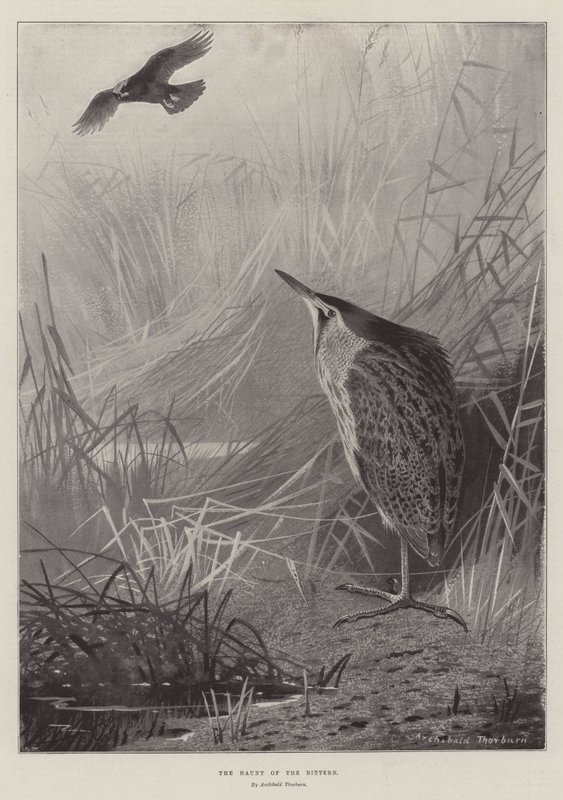 Nawiedzenie Bąka autorstwa Archibald Thorburn