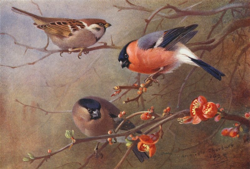 Wróbel, gil (samiec i samica) (kolorowa litografia) autorstwa Archibald Thorburn