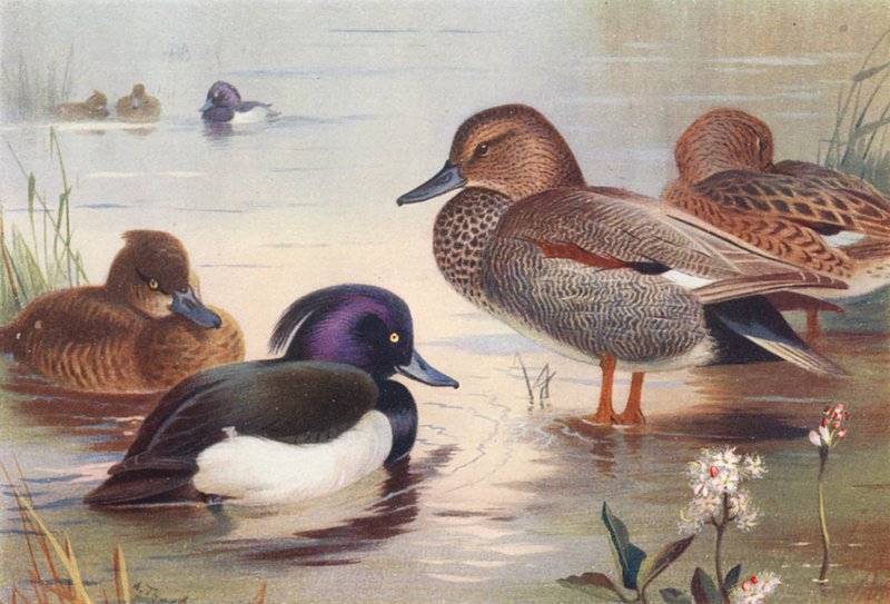 Kaczka czubata (samiec i samica), Głuszec (samiec i samica) (kolorowa litografia) autorstwa Archibald Thorburn