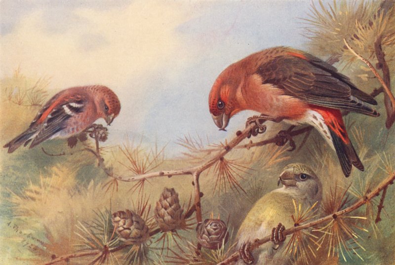 Krzyżodziób dwubarwny, krzyżodziób (samiec i samica) (kolorowa litografia) autorstwa Archibald Thorburn