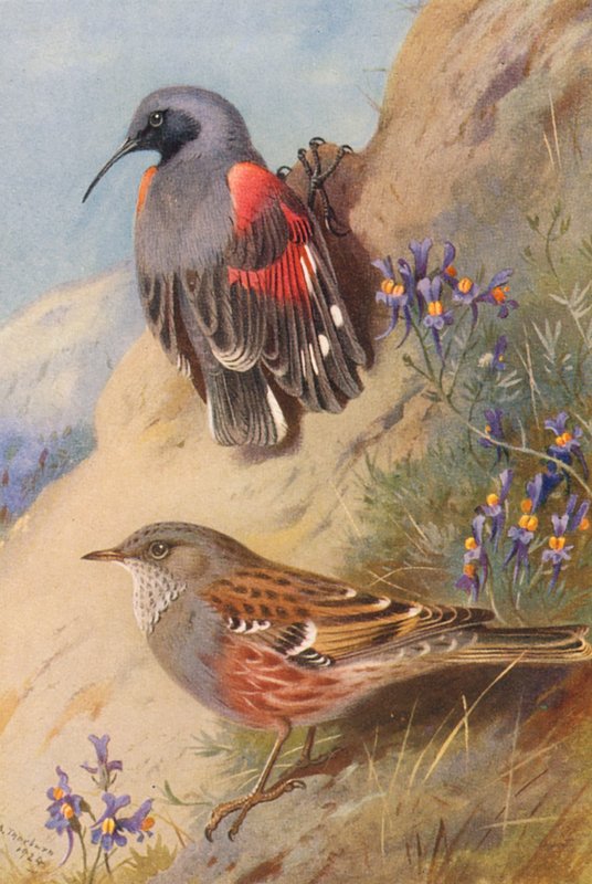 Wall-Creeper, Alpine Accentor (kolorowa litografia) autorstwa Archibald Thorburn