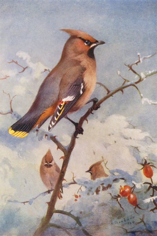 Waxwing (kolorowa litografia) autorstwa Archibald Thorburn