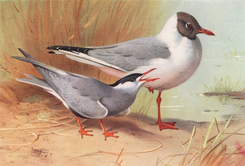 Rybitwa białoczelna, mewa czarnogłowa (lato) (kolorowa litografia) autorstwa Archibald Thorburn