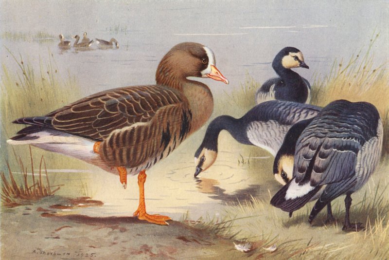 Gęś białoczelna, gęś bernikla białolica (kolorowa litografia) autorstwa Archibald Thorburn