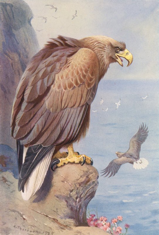 Orzeł bielik (kolorowa litografia) autorstwa Archibald Thorburn